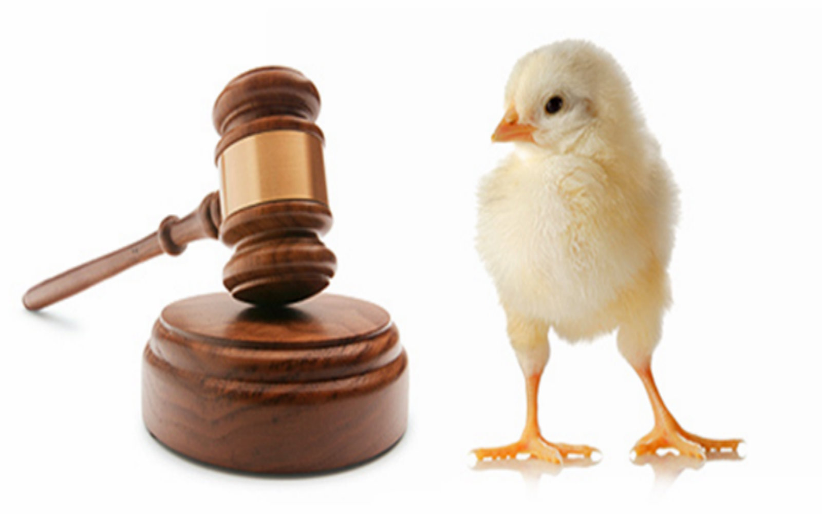 Animal Protection Law | The Baltic Word